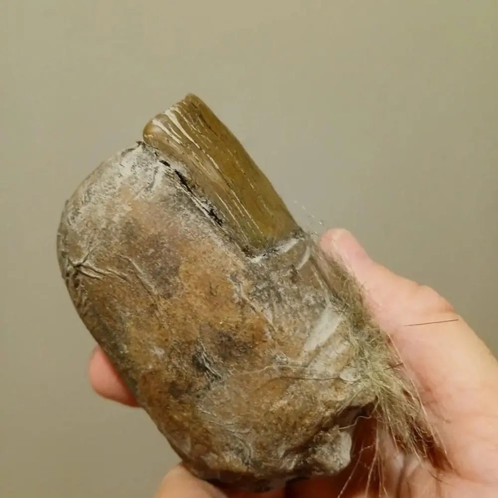 Angled view of preserved Bigfoot toe showing aged nail and weathered surface