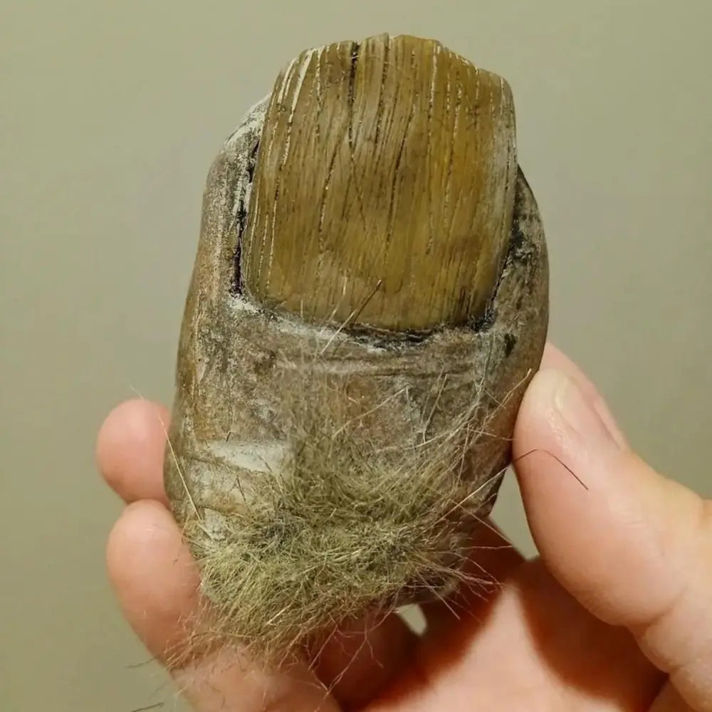 Front angle of Bigfoot toe relic, highlighting cracked nail and coarse fur