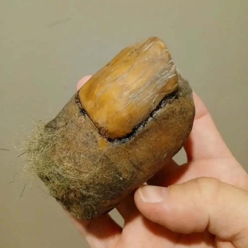 Side view of hairy Bigfoot toe specimen showing nail texture and fur detail