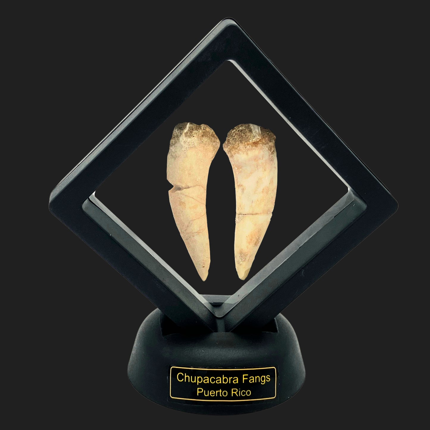 Chupacabra fangs displayed in floating frame with black base labeled Puerto Rico