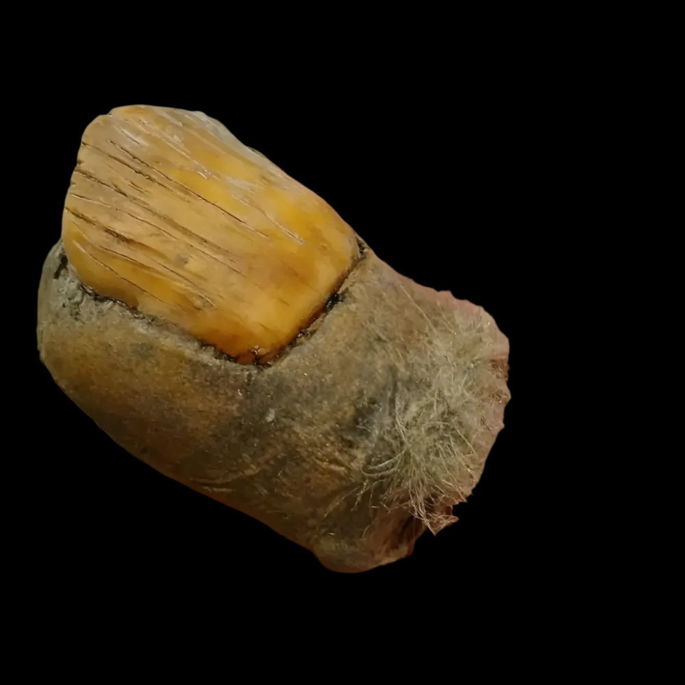 Close-up of preserved Bigfoot toe with thick nail and fur, held in hand for scale