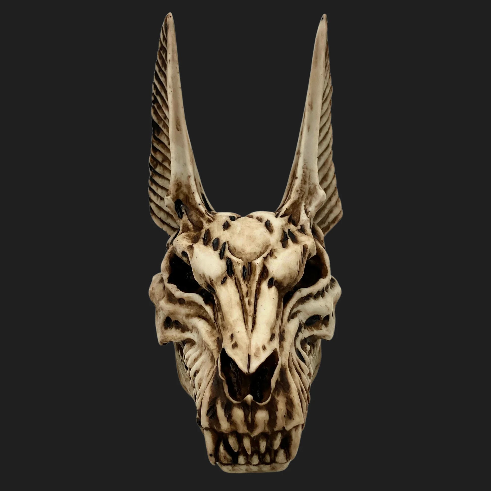 Front view of Anubis skull replica with long ears and detailed teeth