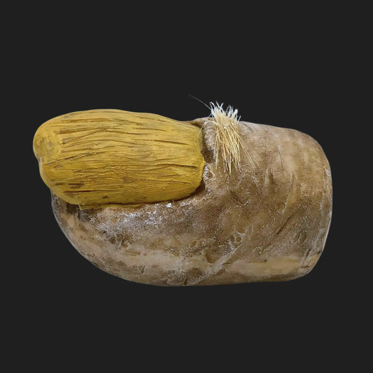 4 inch Bigfoot toe relic collectible on black background with faux hair and gnarly toe nail