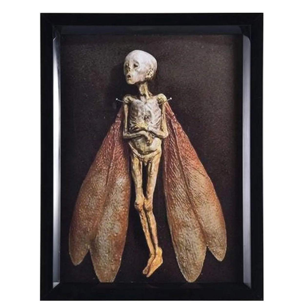 Front view of mummified fairy specimen with wings displayed in a rustic wooden shadow box