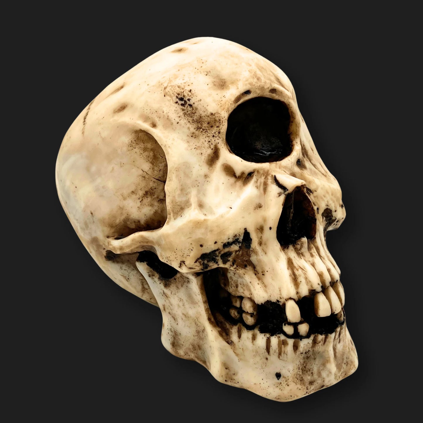 Cyclops Skull replica with single eye socket – mythic one-eyed giant fossil decor