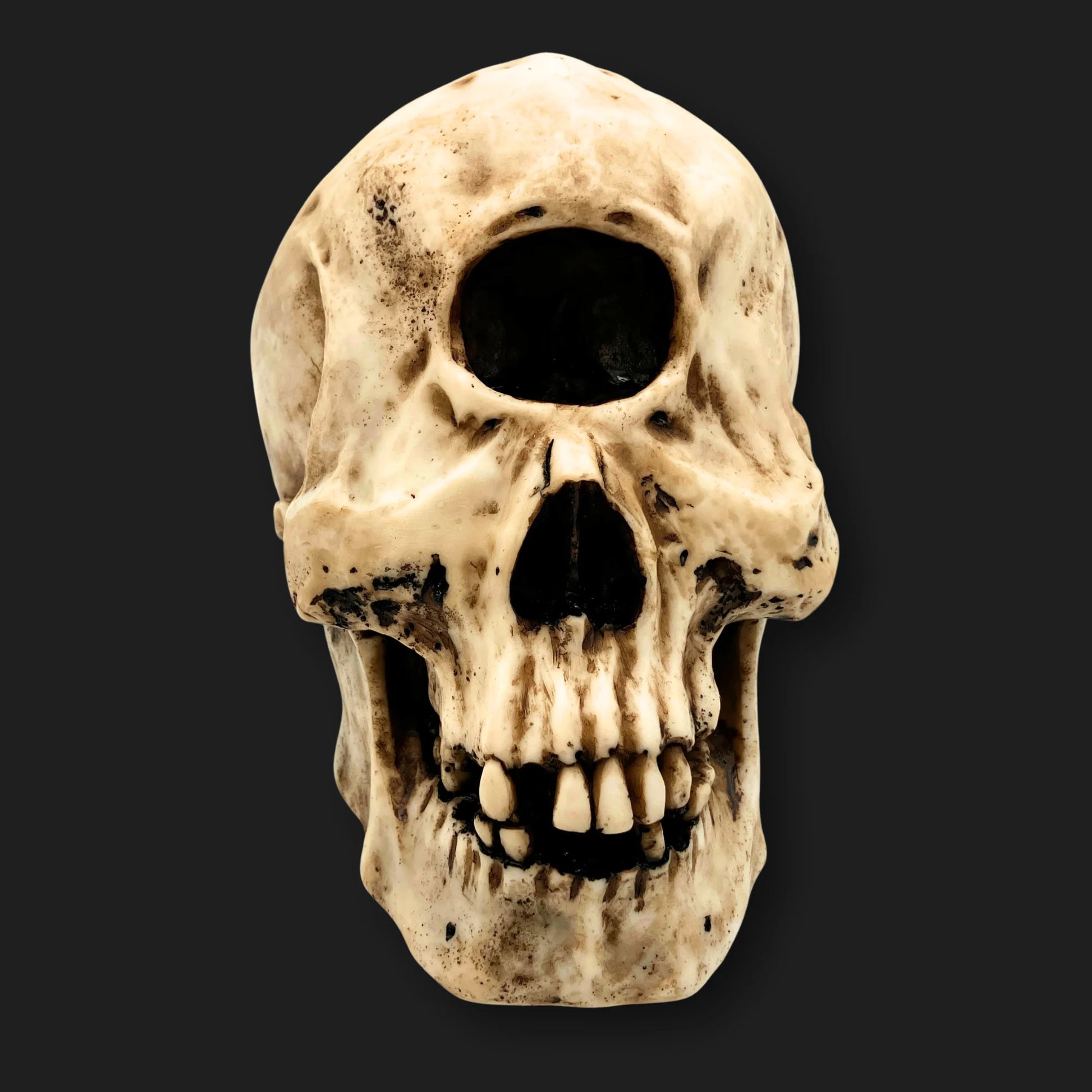 Cyclops Skull replica – spooky ancient bone decor for Halloween and mythology fans.