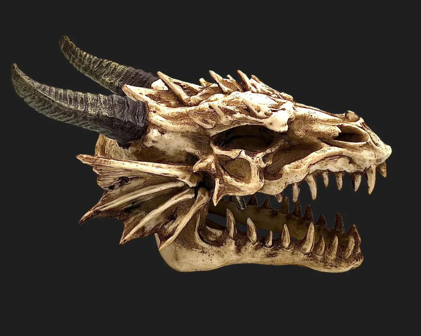 Close side view of a dragon skull collectible showing sharp teeth, horns, and bone-like finish
