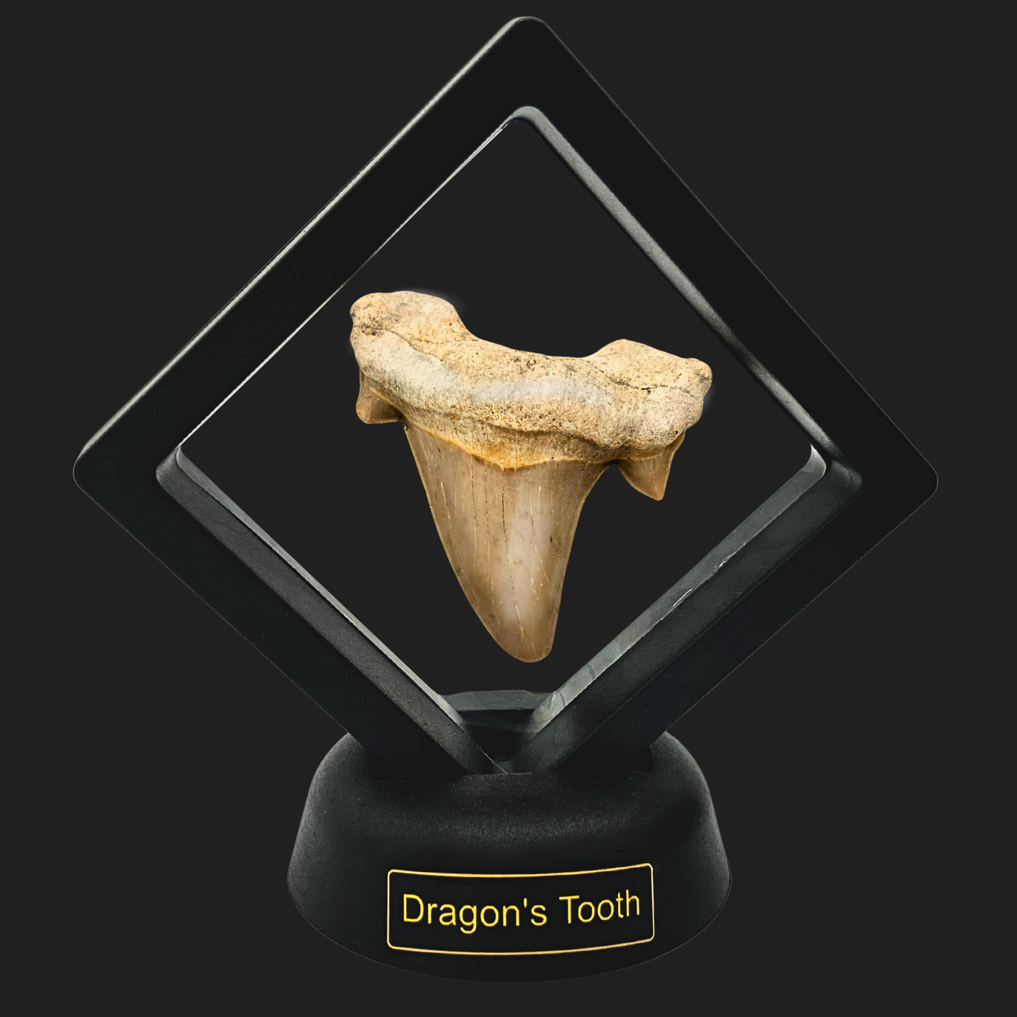 Fossilized shark tooth presented as a Dragon’s Tooth fantasy relic in a black specimen display stand.
