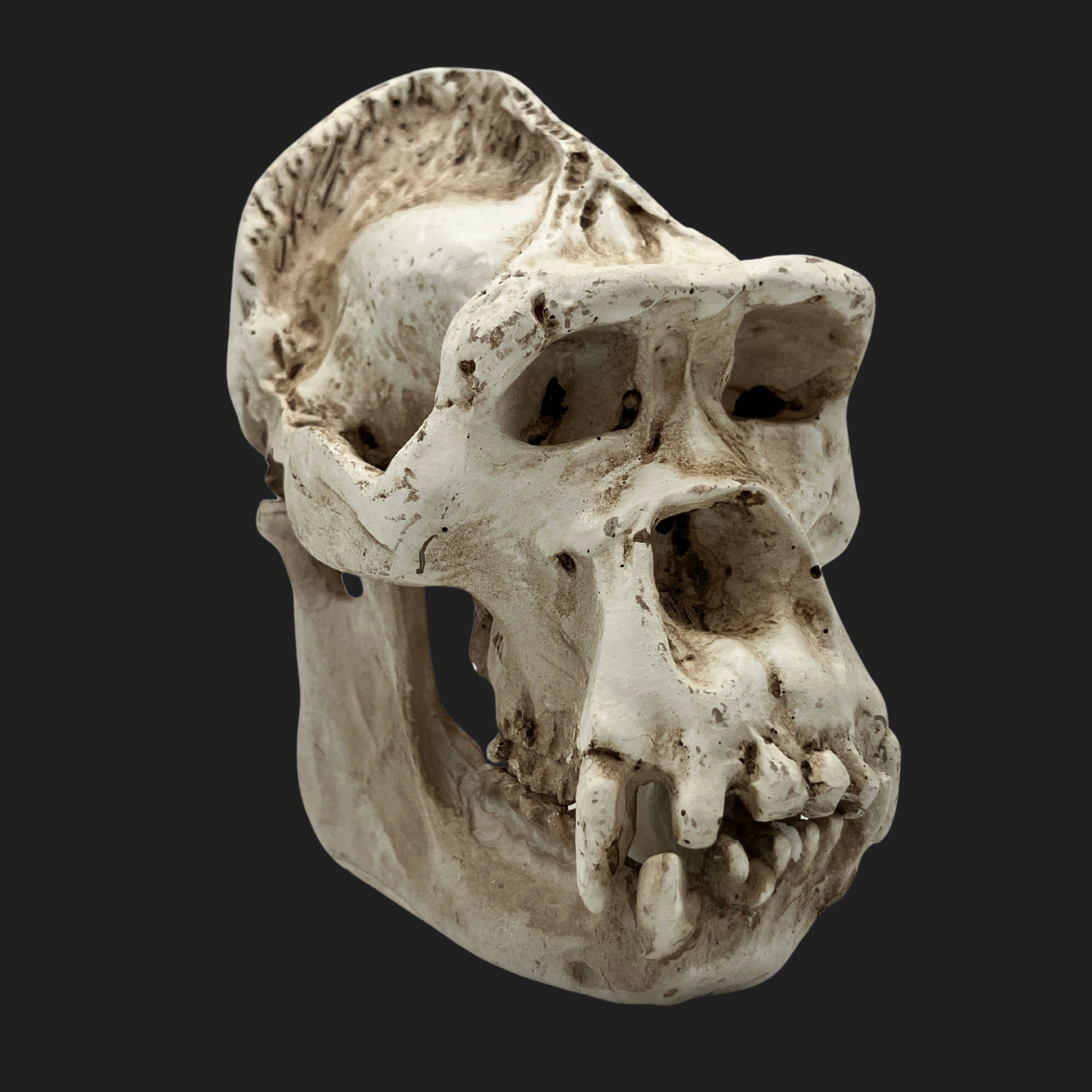 miniature Bigfoot skull replica with aged bone finish, frontal view showing detailed brow ridges and teeth