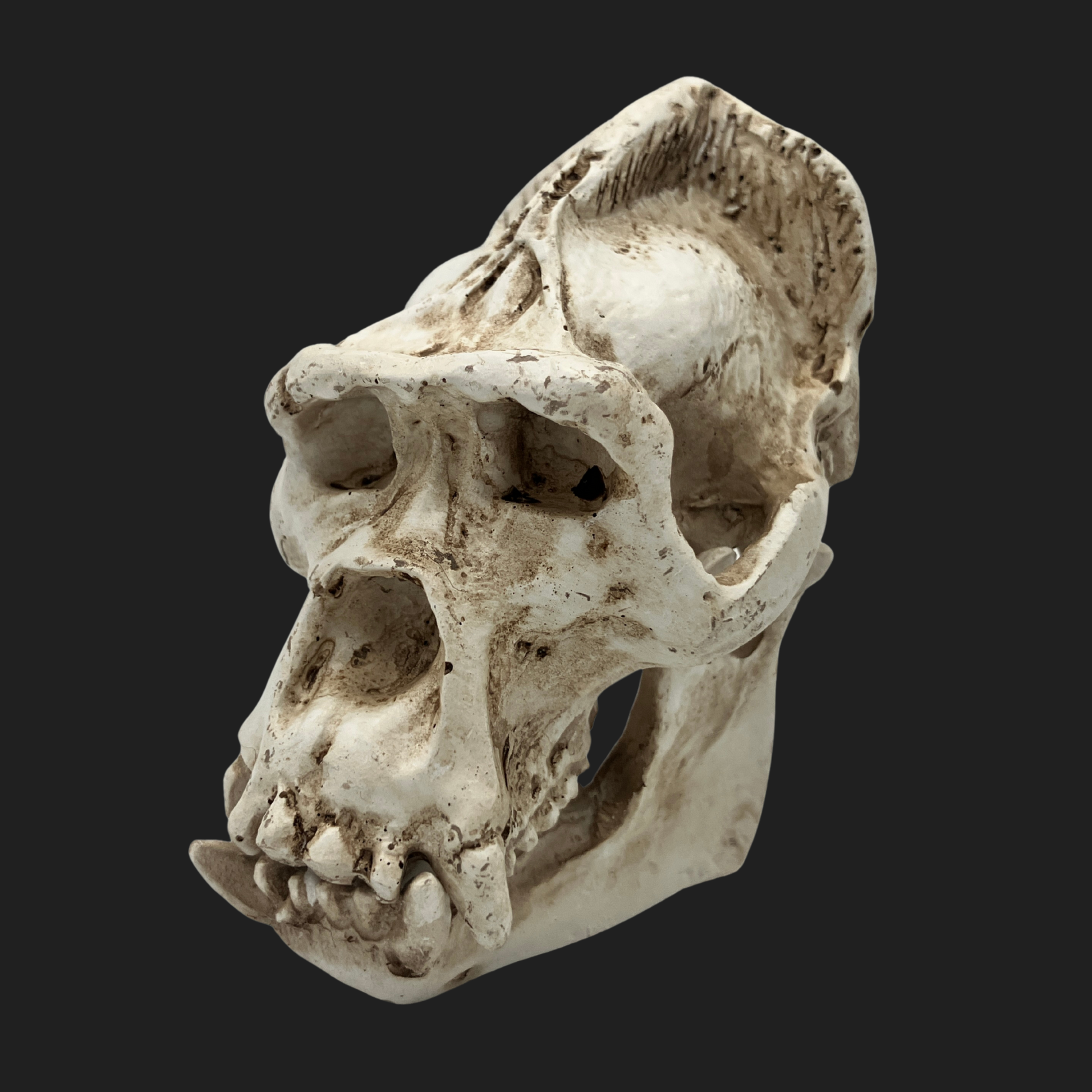 side view of miniature Bigfoot skull with realistic fossil texture and elongated jaw