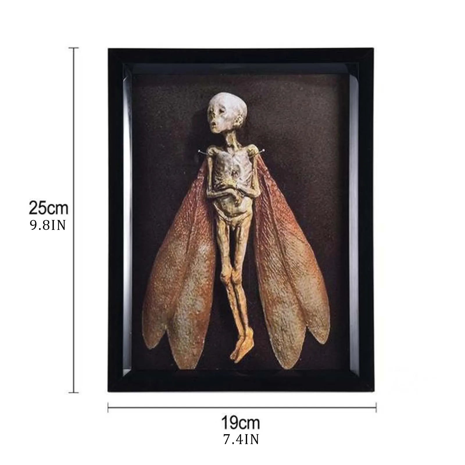 Mummified fairy in a rustic shadow box with visible measurements showing frame height and width