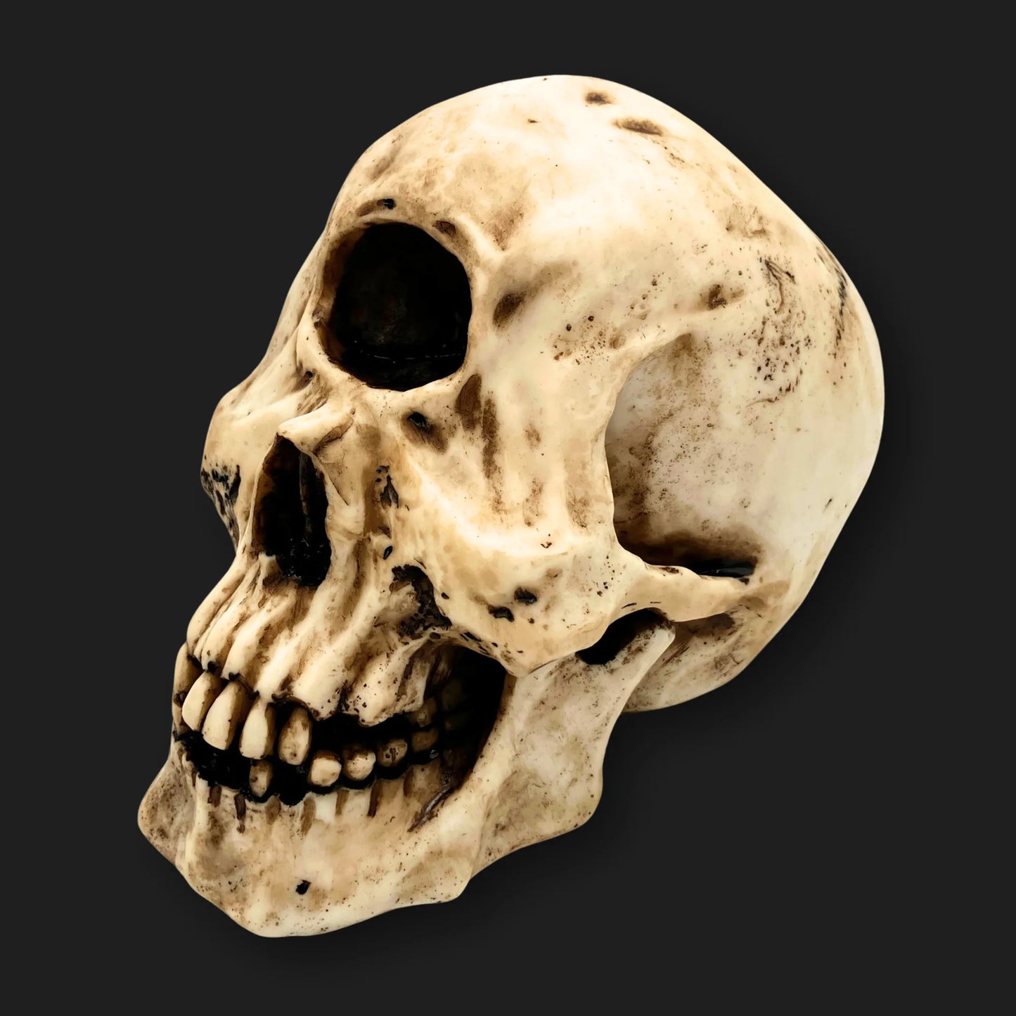 One-eyed giant skull statue – Cyclops fossil replica for gothic and fantasy display