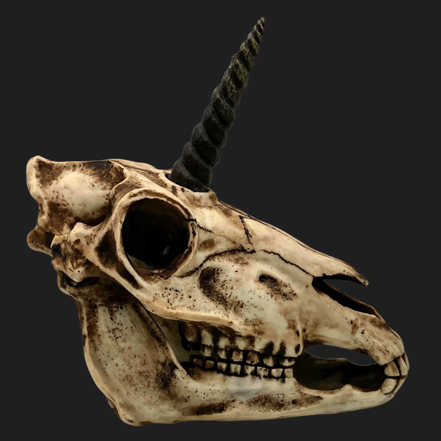 lose-up side view of a unicorn skull fossil replica with detailed horn and aged bone texture, mythical collectible décor