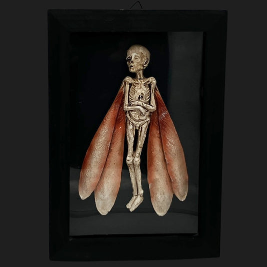 Framed withered fairy skeleton with red-tinged wings displayed in a black shadow box, cryptid oddity specimen